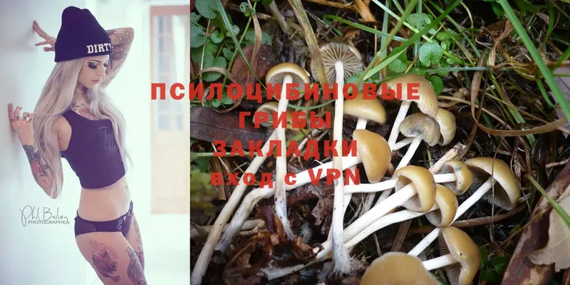 МЕГА   Дмитровск  Псилоцибиновые грибы MAGIC MUSHROOMS 